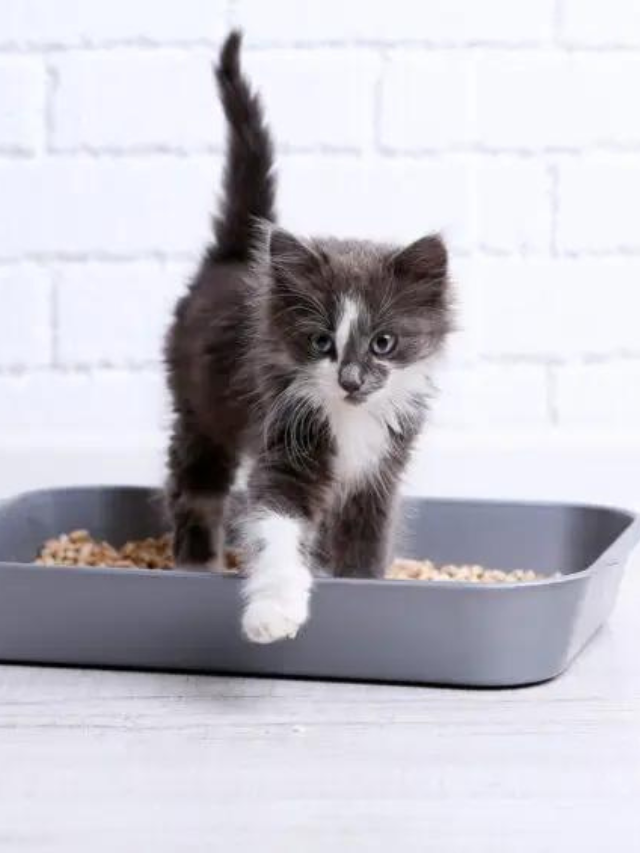 The Best Foods for Helping Constipated Cats Story The Discerning Cat