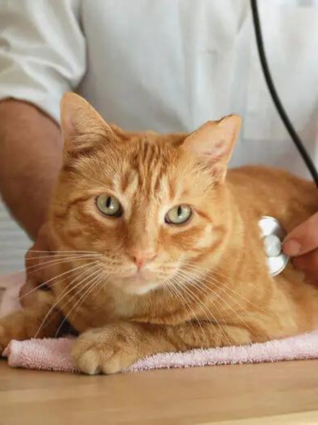 Best Food for Cats With IBD Story The Discerning Cat