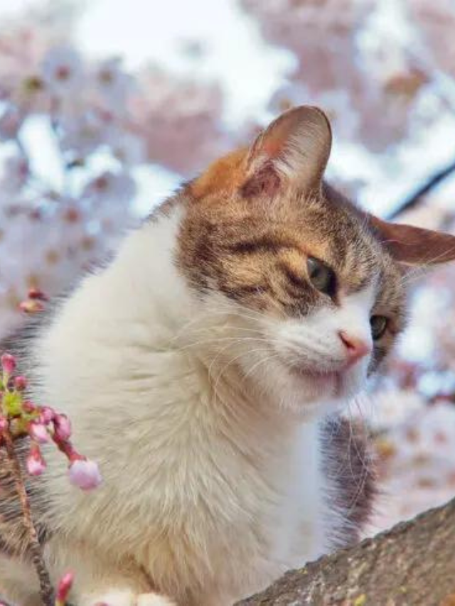 cute-japanese-names-for-kawaii-kitties-story-the-discerning-cat