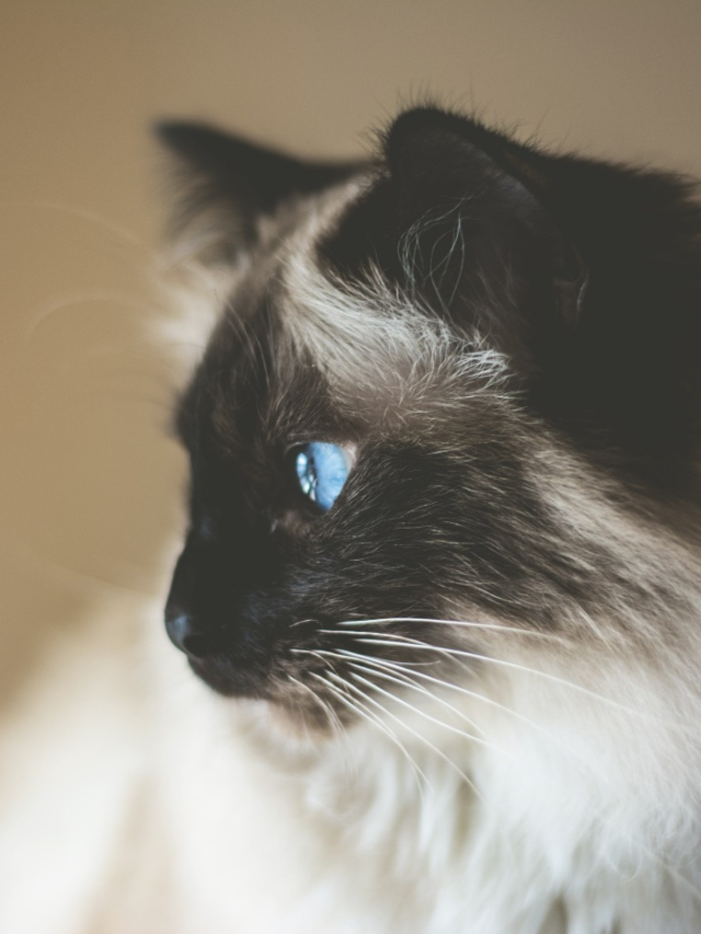 Why Do Cats Stare at Walls? Story The Discerning Cat