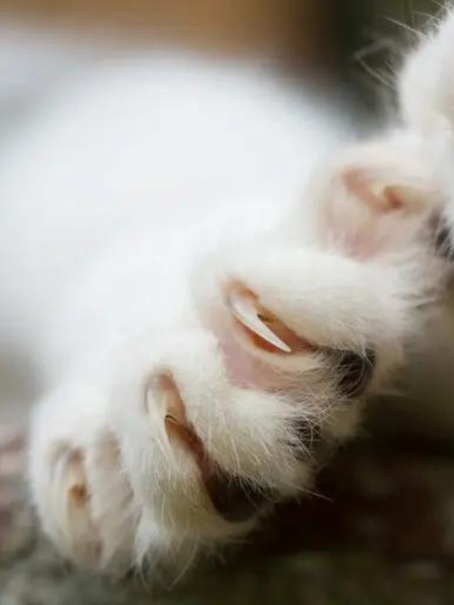 Here Are The Reasons Why Cats Bite Their Nails Story The Discerning Cat