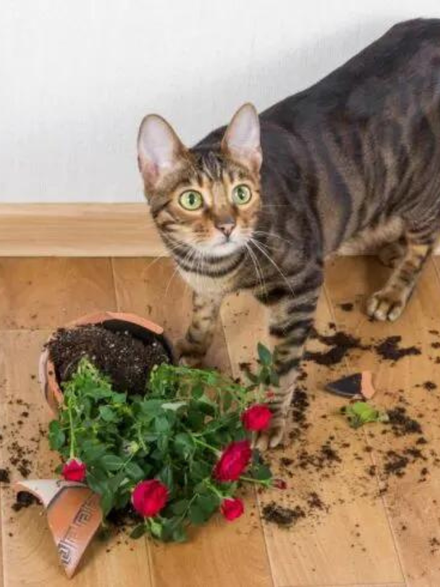 How to Keep Cats Away From Plants Story The Discerning Cat
