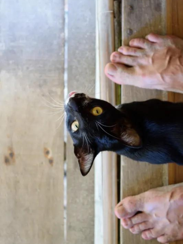 how-do-i-stop-my-cat-from-biting-my-feet-story-the-discerning-cat