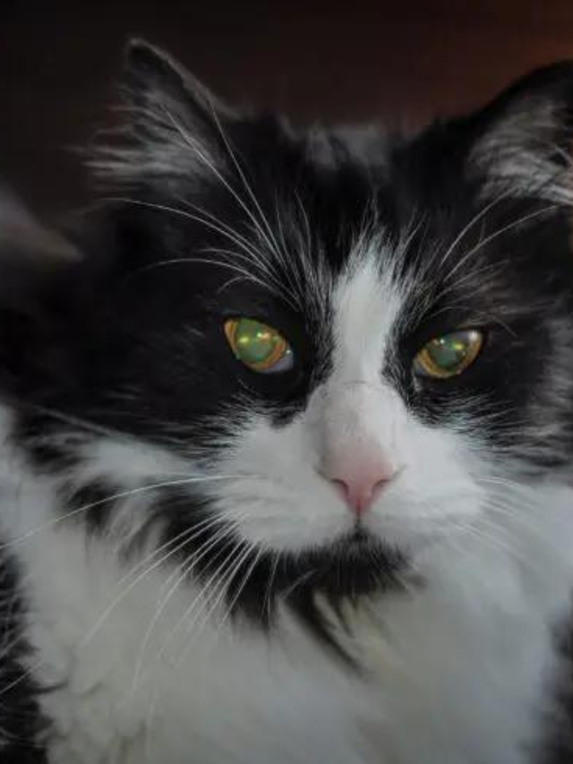 11 Amazing Tuxedo Cat Breeds Story The Discerning Cat