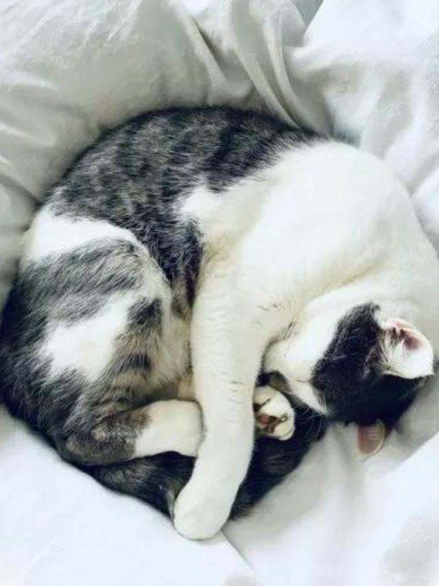 the-reason-why-cats-cover-their-face-when-they-sleep-story-the