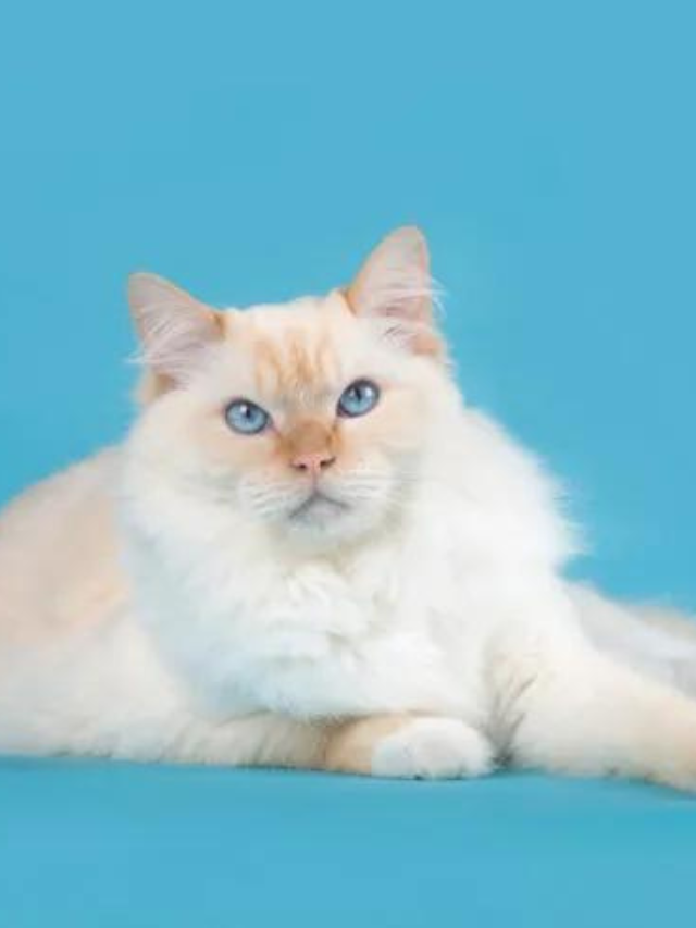 9 Characteristics Of The Ragcoon Cat Breed Story - The Discerning Cat