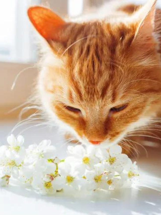 What Scents Do Cats Hate? 13 You Must Avoid Story The Discerning Cat