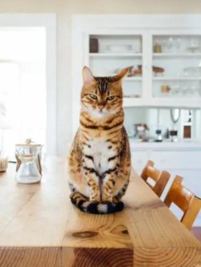 Reasons Why Your Cat Purrs and Then Bites You Story The Discerning Cat