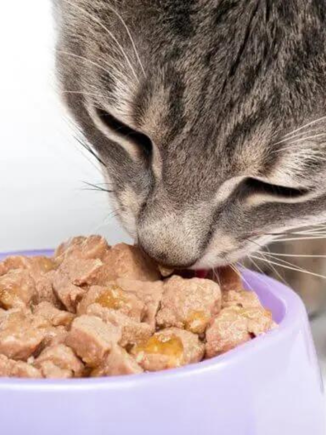 Best High Calorie Cat Food for Weight Gain Story The Discerning Cat