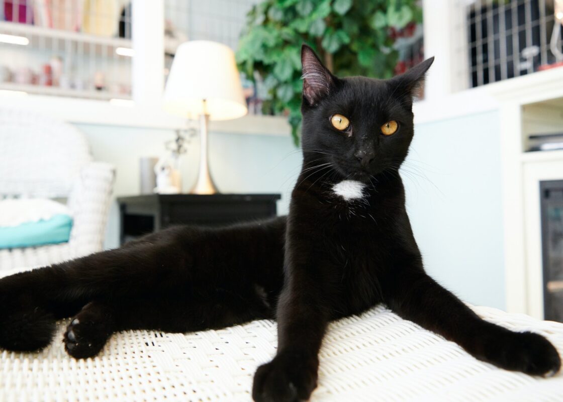 black-cat-staring