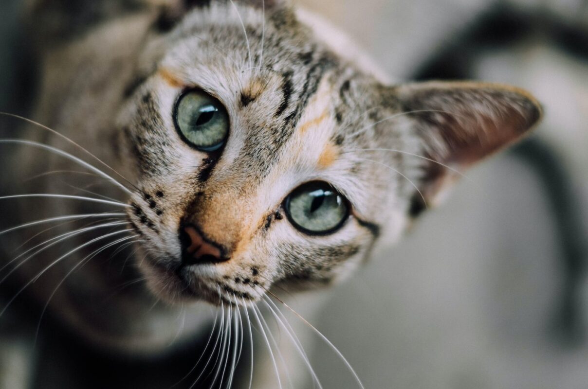 Why Do Cats Stare at Walls? (2022) 6 Reasons 2 cat-staring-at-camera