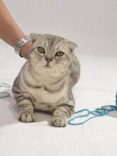 person-petting-cat-with-yarn-around-it why do cats like string