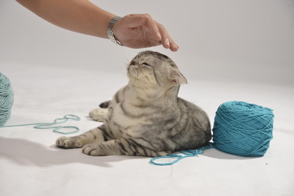 Why Do Cats Like String? (2022) 5 Reasons I Discerning Cat