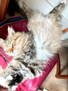 tabby cat in odd sleeping position