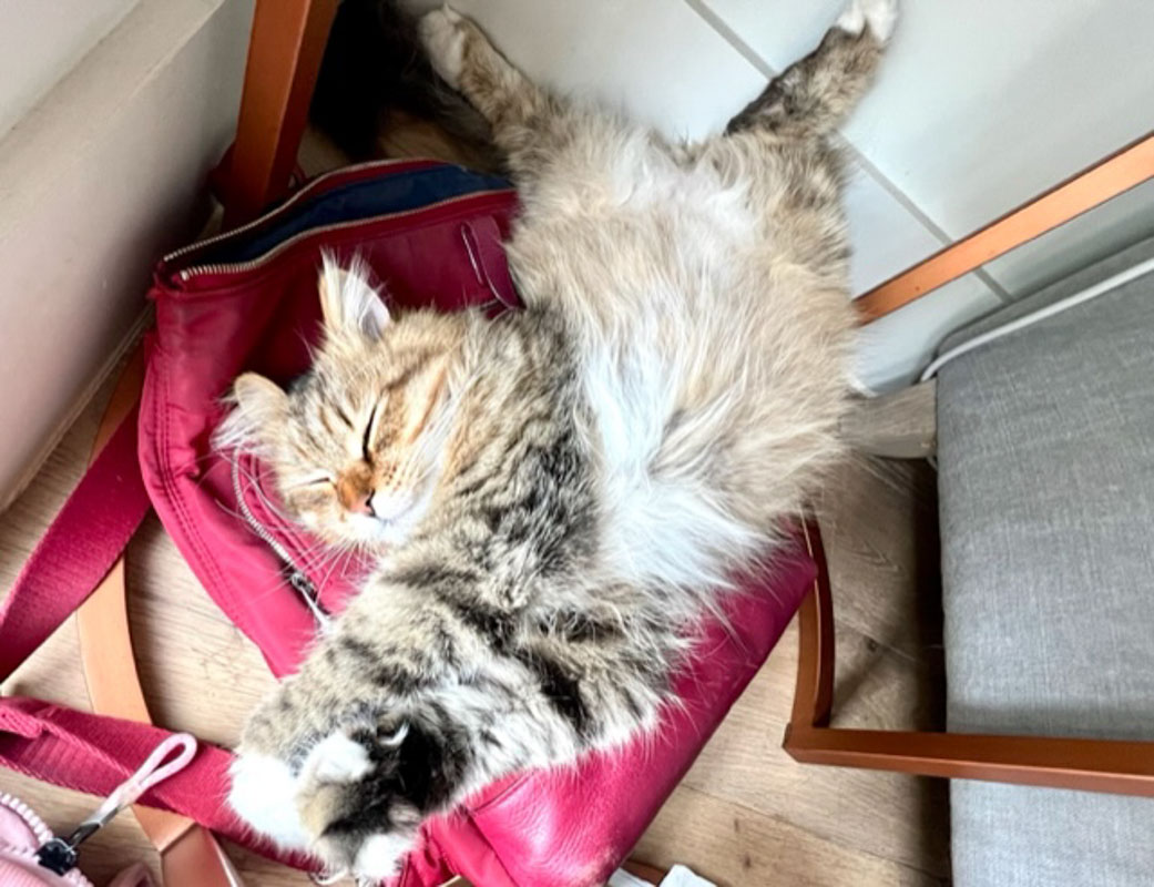 chat tabby dans une position de sommeil bizarre