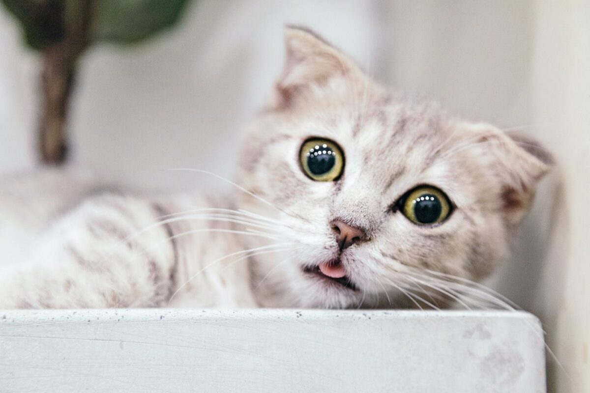 Pourquoi les chats s'étouffent-ils devant les peignes ? (2022) Ce que les propriétaires doivent savoir 1 Image d'un chat