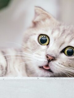 Cat-feature-image