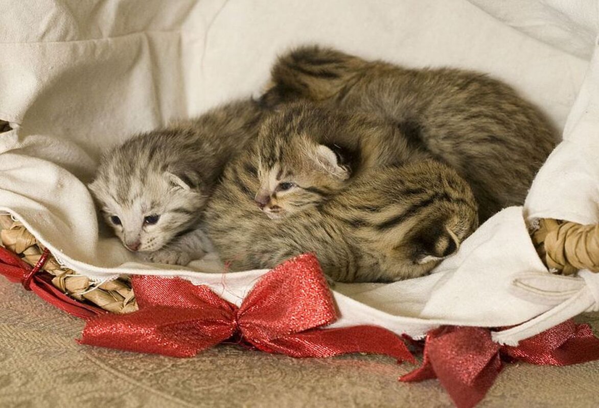 Savannah-Kittens