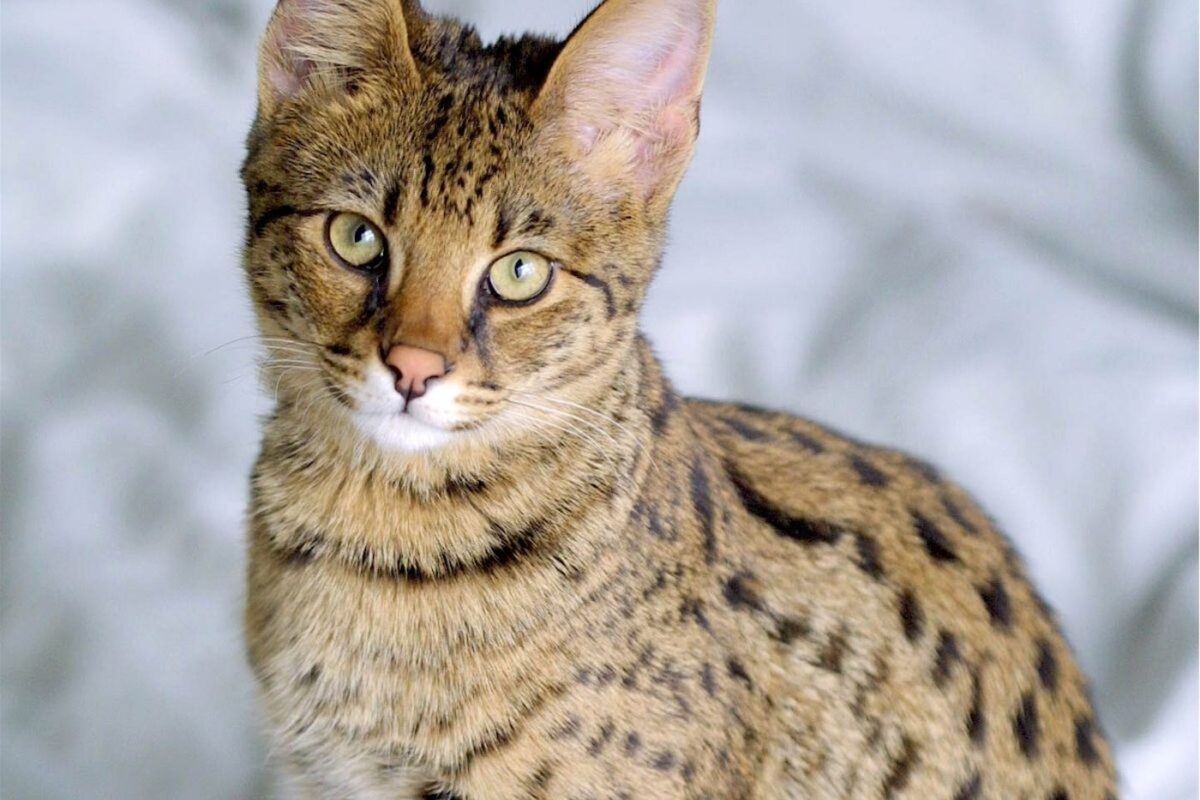 Savannah-cat races de chat dangereuses