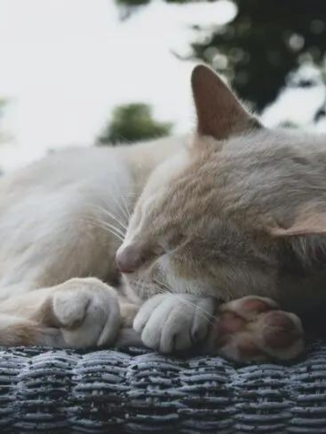Reasons Why Cats Sleep In A Ball Story The Discerning Cat reasons-why-cats-sleep-in-a-ball-story-the-discerning-cat