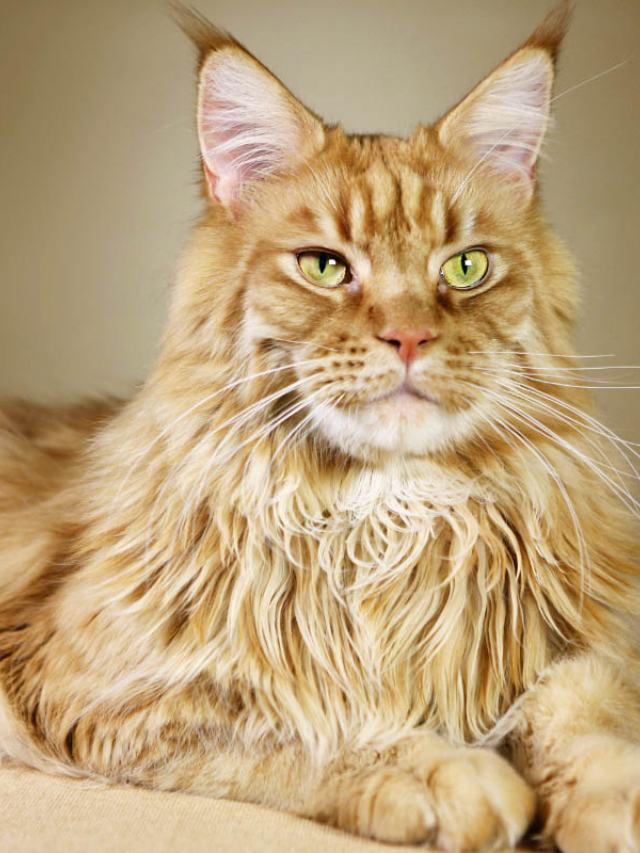 Everything You Need to Know About Orange Maine Coon Cats Story