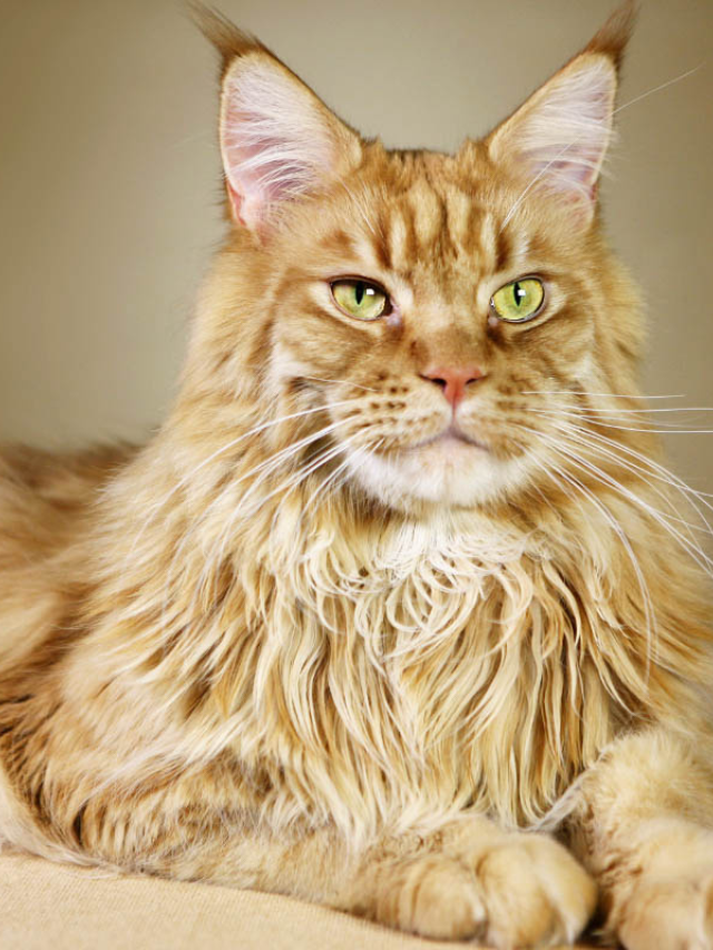 Everything You Need to Know About Orange Maine Coon Cats Story - The ...