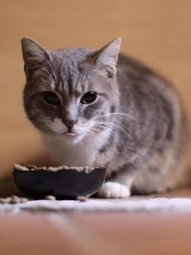 How Long Can a Cat Go Without Eating? Story