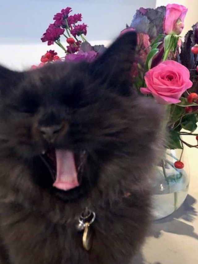 Why Does My Cat Eat My Hair? Story The Discerning Cat