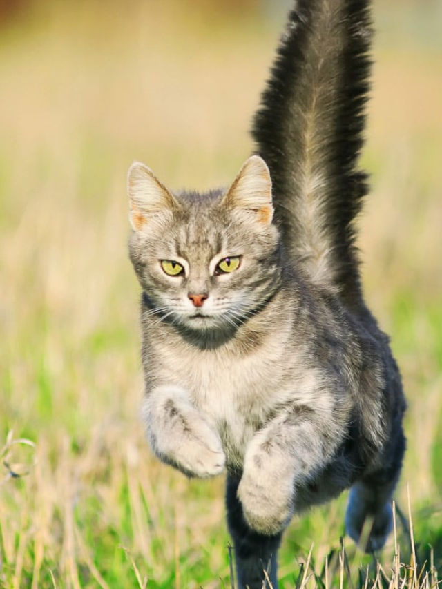 Why Does My Cat’s Tail Shake? Story The Discerning Cat