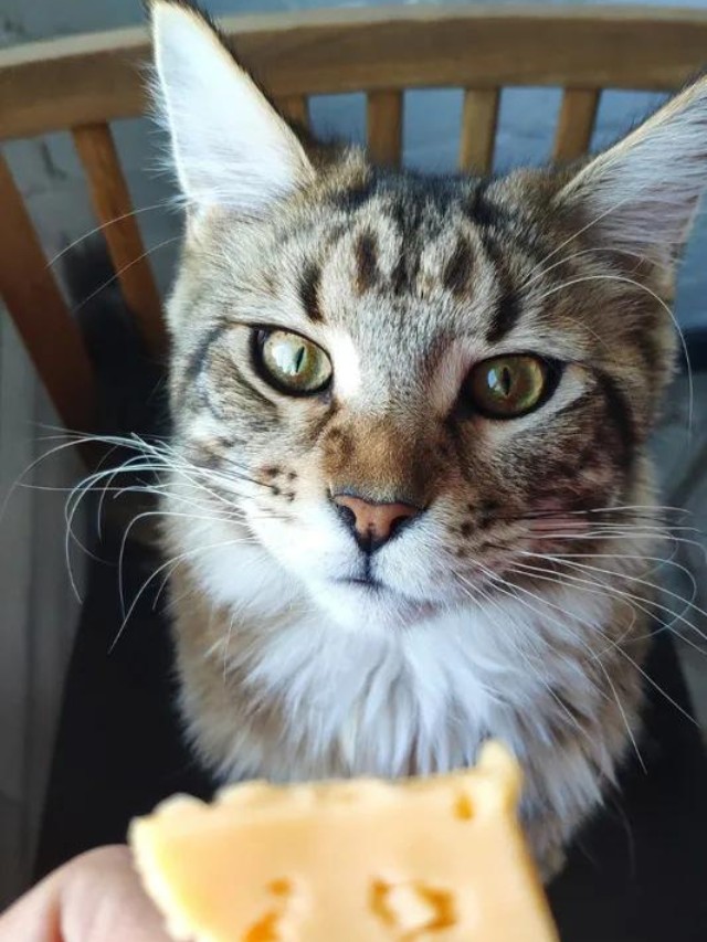 Are Cats Allowed To Eat Cheese Story The Discerning Cat are-cats-allowed-to-eat-cheese-story-the-discerning-cat
