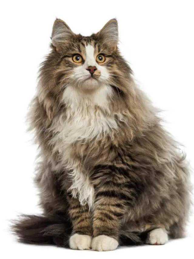 Super Fluffy Cat Breeds You'll Love to Cuddle Story - The Discerning Cat