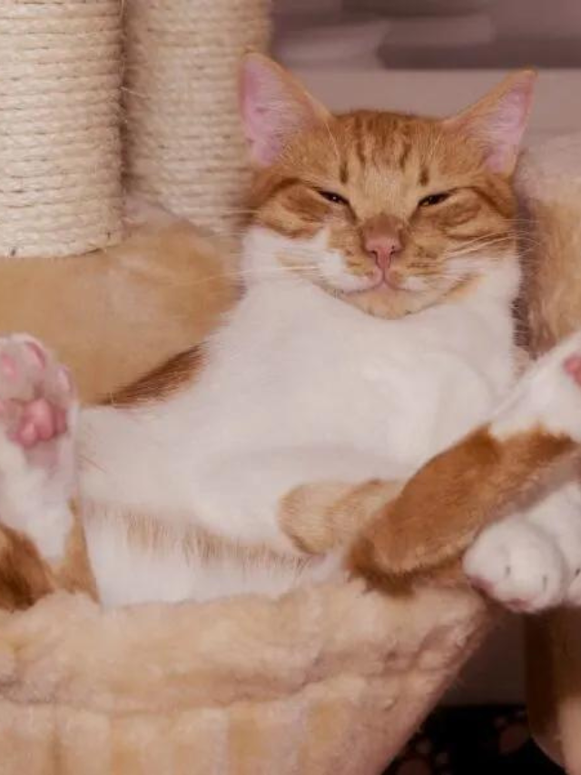 What Does It Mean When a Cat Lies on Its Back? Story The Discerning Cat