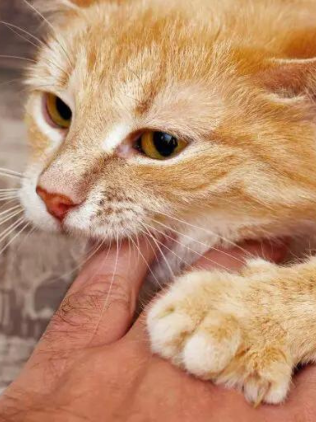 How to Train a Cat Not to Bite Understanding Why Story The Discerning Cat