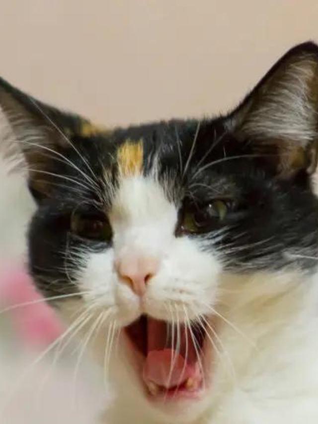 Reasons Why Cats Growl Story The Discerning Cat