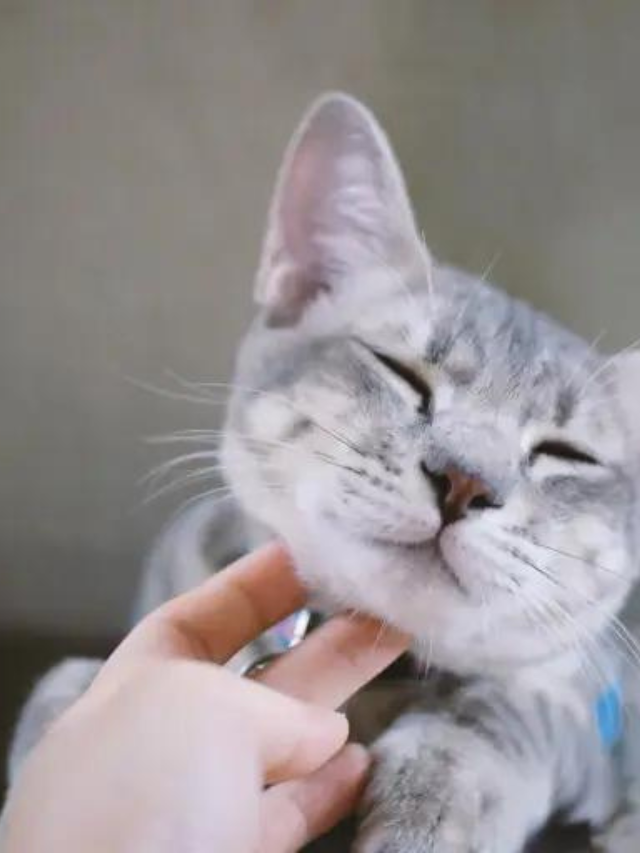 4 Cat Collar Best Practices Story The Discerning Cat