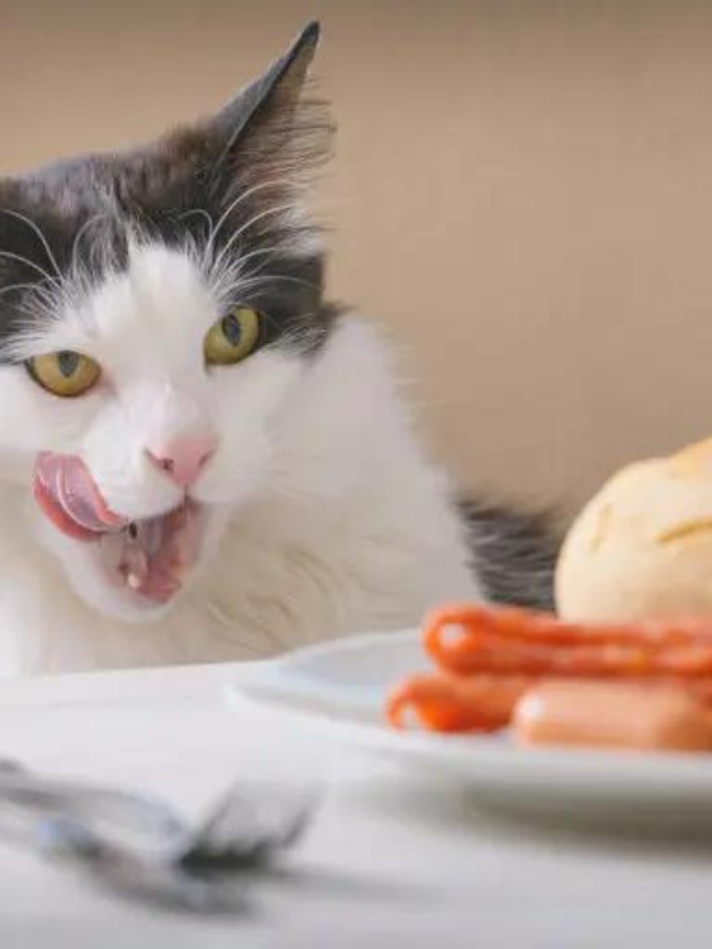 Feline with Gut Issues? Here Are The Best Food For Cats With IBD Story