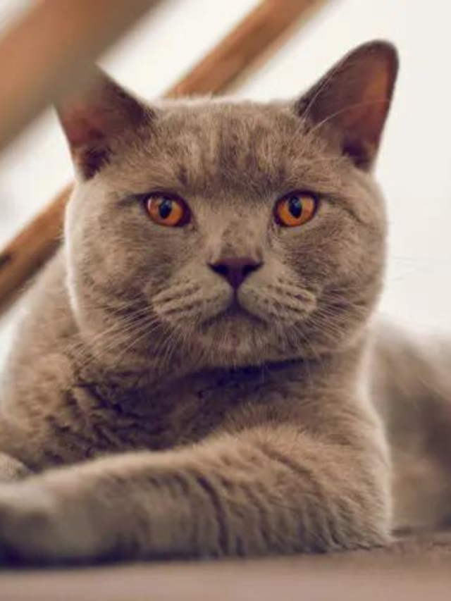 Amazing Facts to Know About British Shorthair Chinchilla Cats Story The Discerning Cat