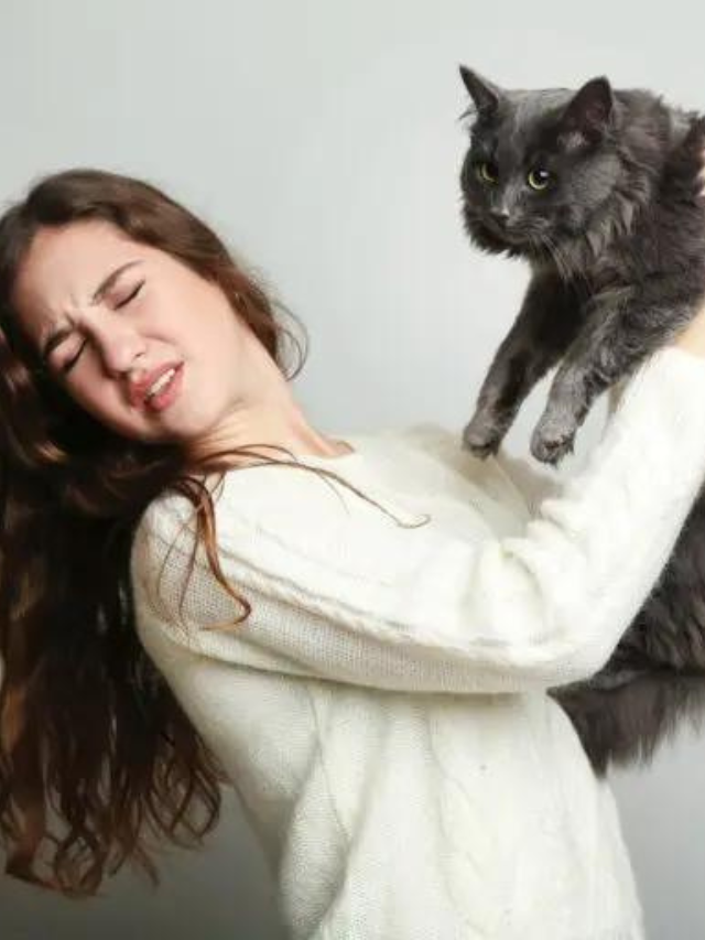 Reasons You Should Know Why Your Kitty Attacks You Story The