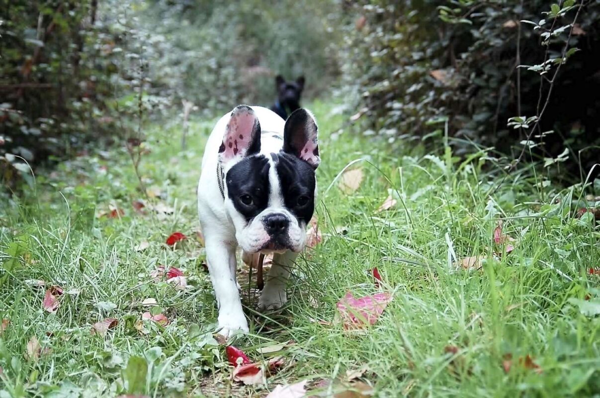 bulldog-kävely-metsän läpi