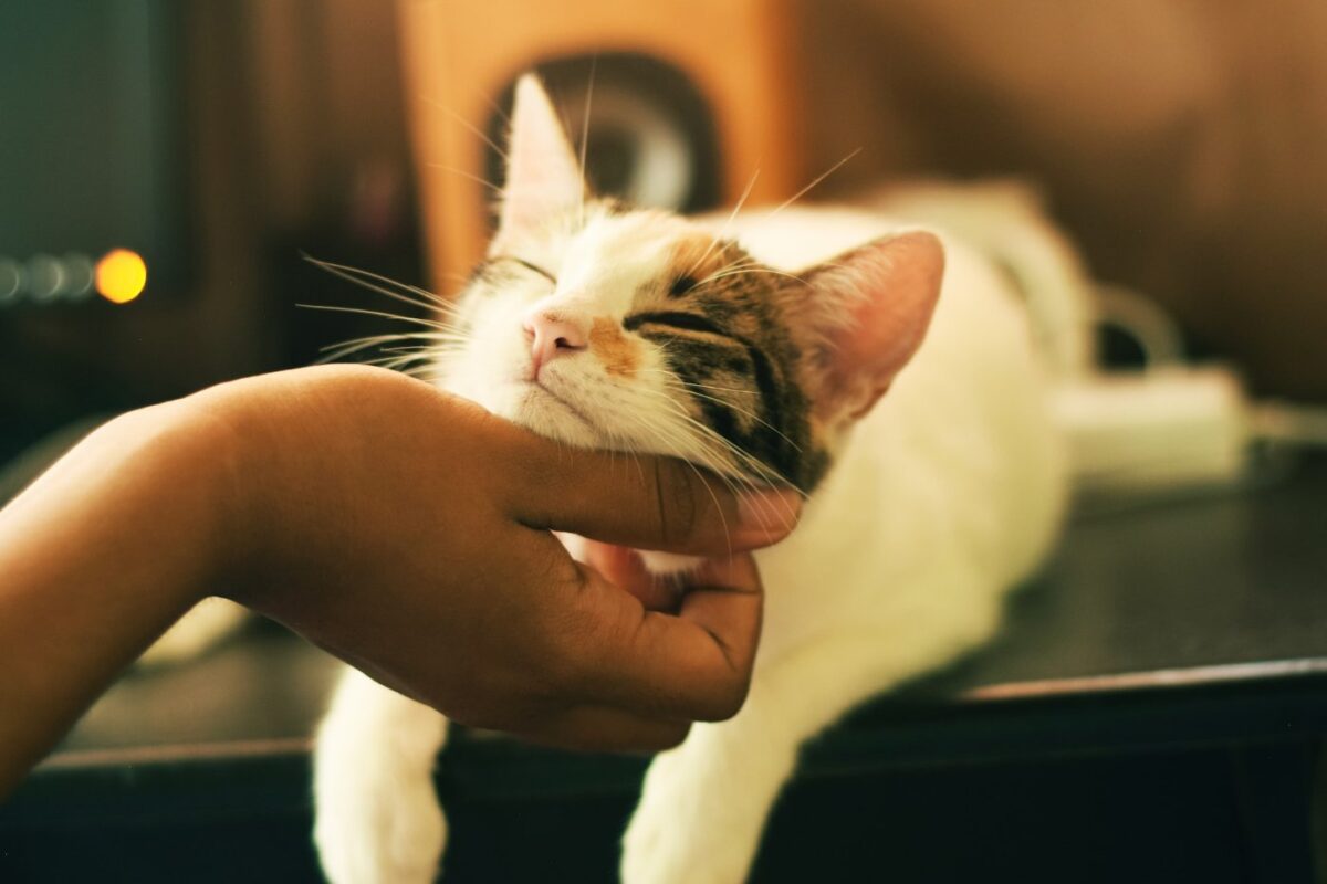 cat-chin-scratch