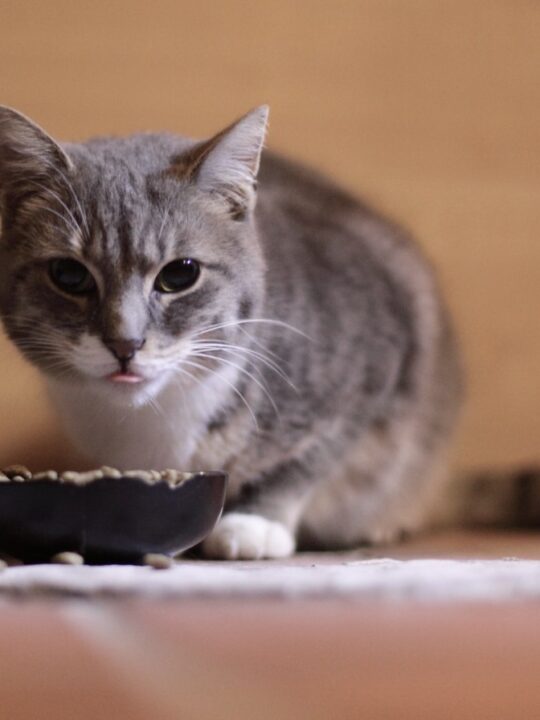 Why Do Cats Stare at Walls? (2023) 6 Reasons I Discerning Cat