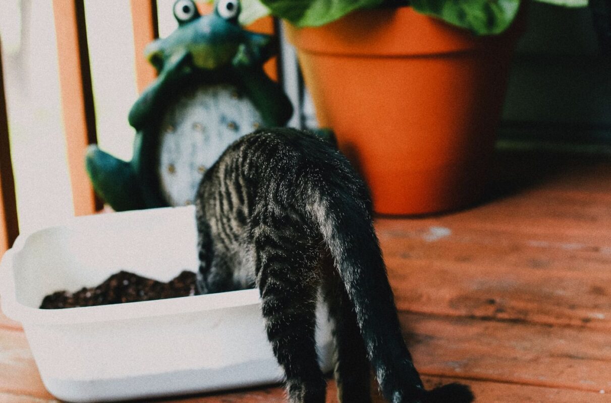 cat-eating-dirt