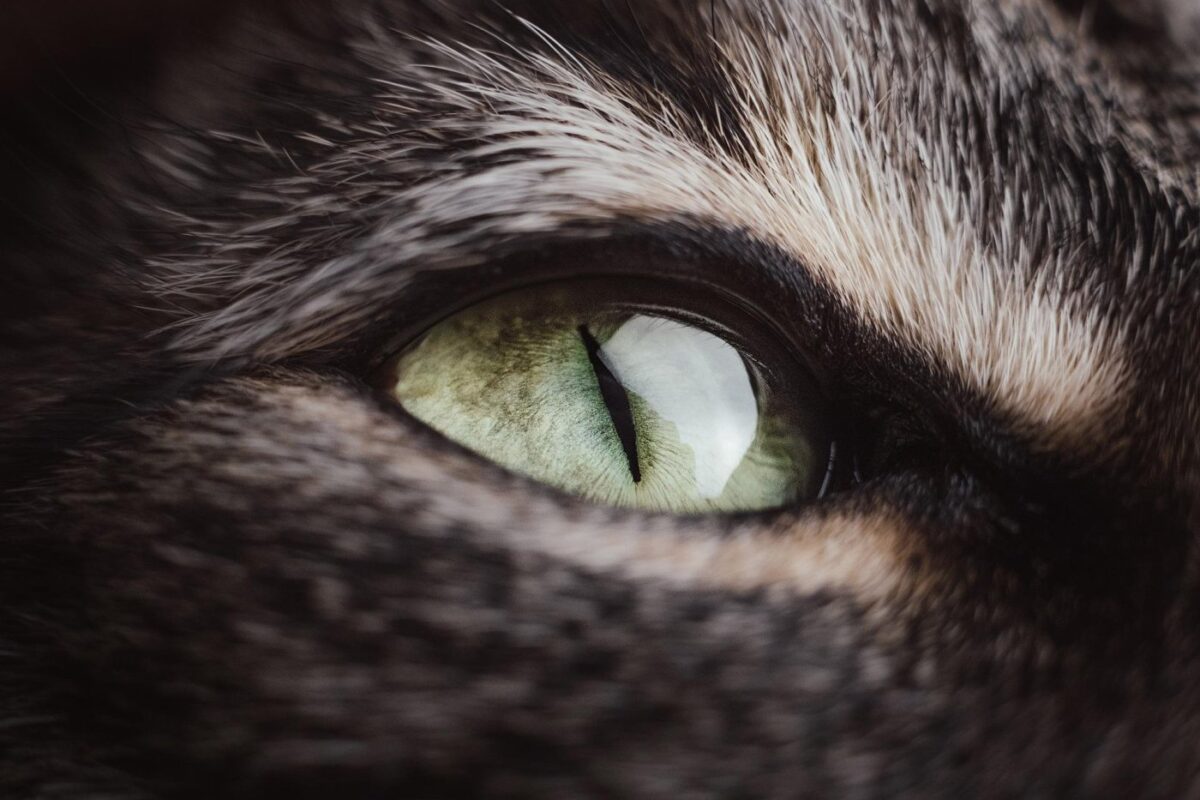 Why is My Cat Keeping One Eye Closed? (2023) 10 Reasons 3 cat-eye