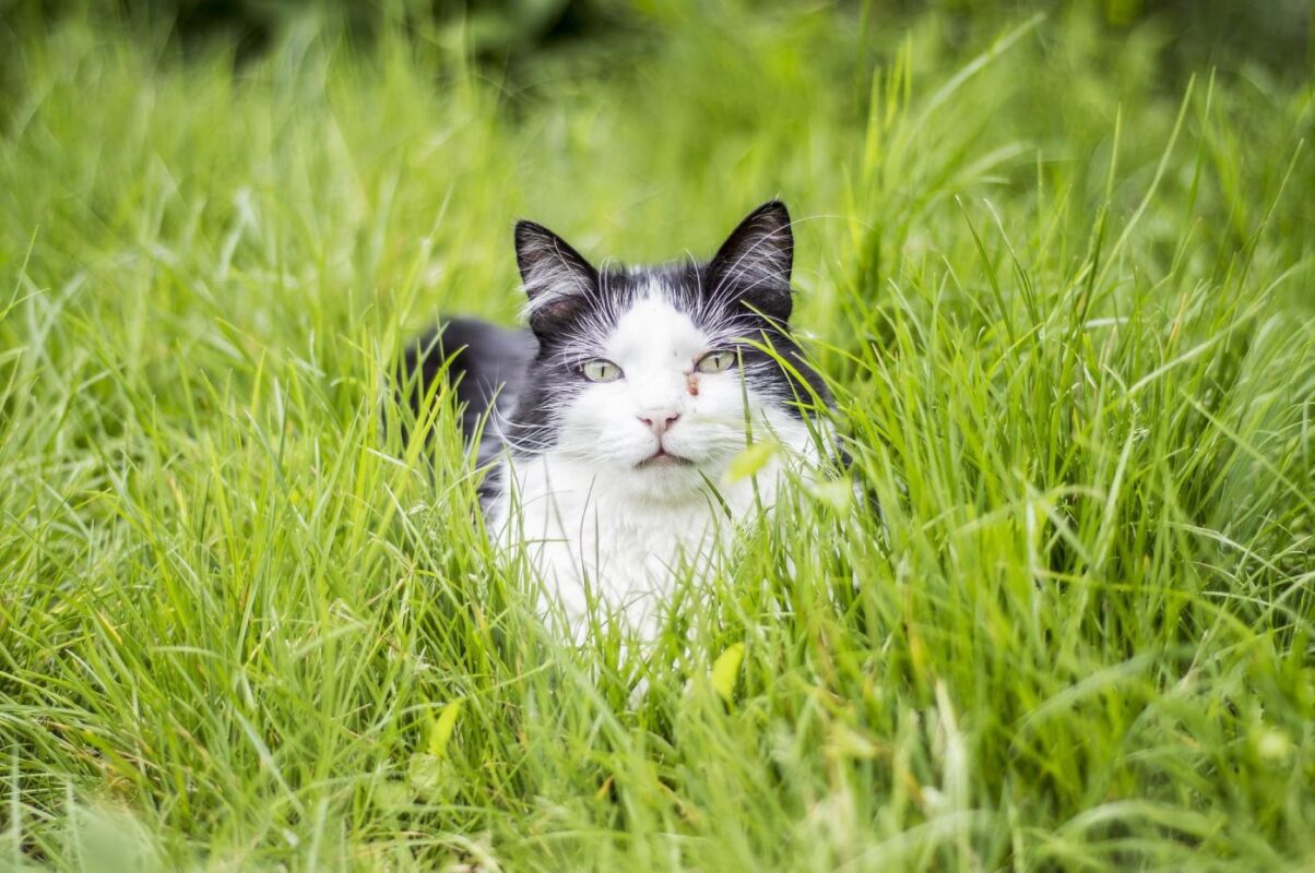 cat-grass