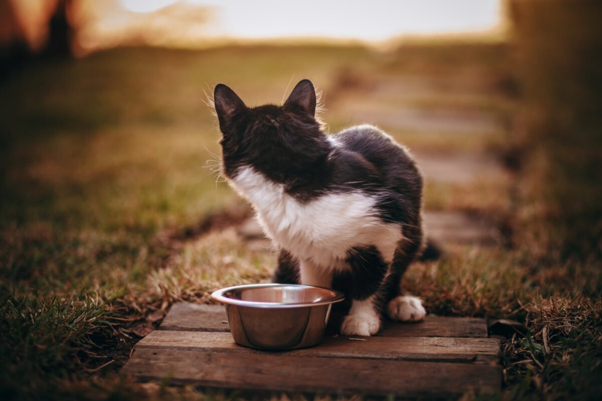 How Long Can a Cat Go Without Eating? (2022) What Owners Need to Know 4 cat-looking-away-from-bowl