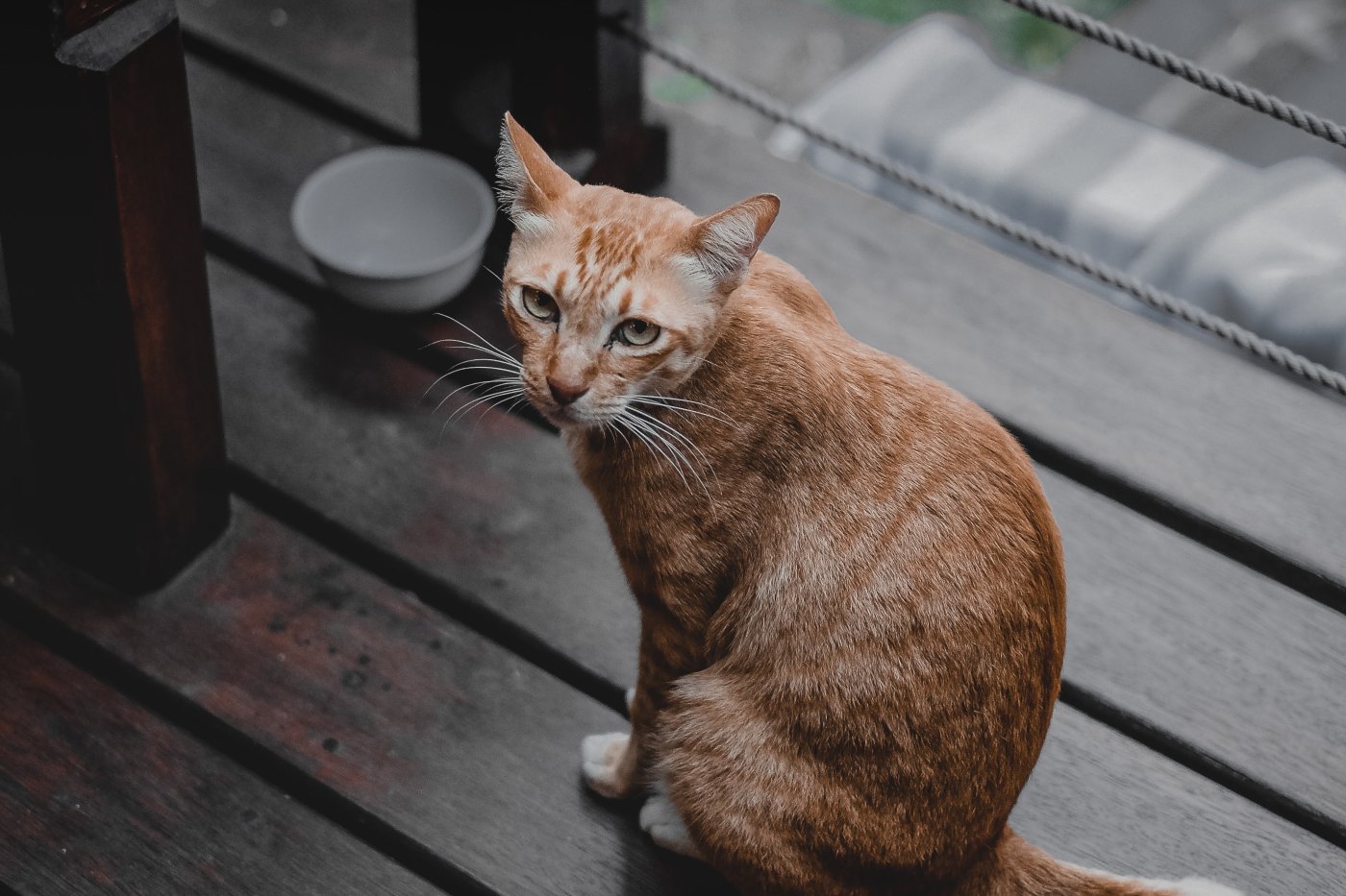 How Long Can a Cat Go Without Eating? (2023) What Owners Need to Know