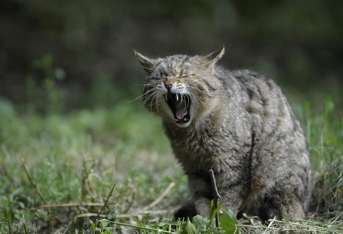 cat-sneeze