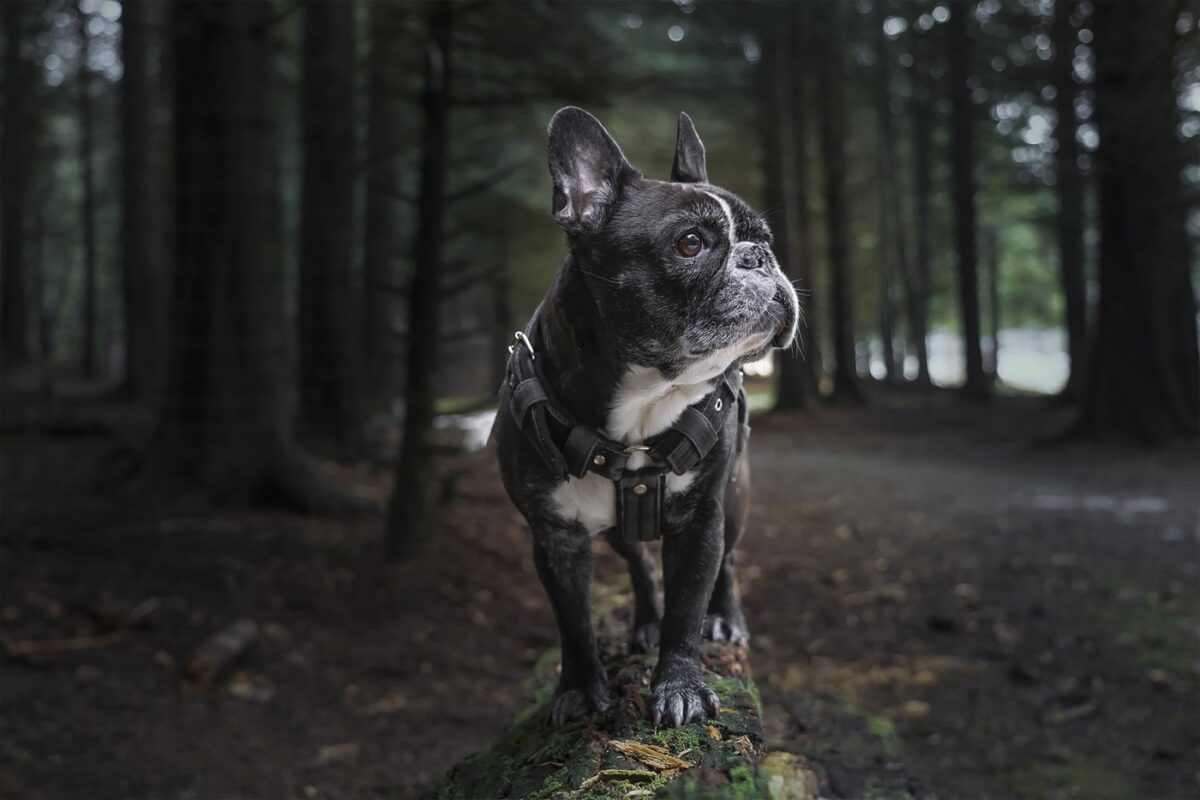 ranskanbulldoggi metsässä