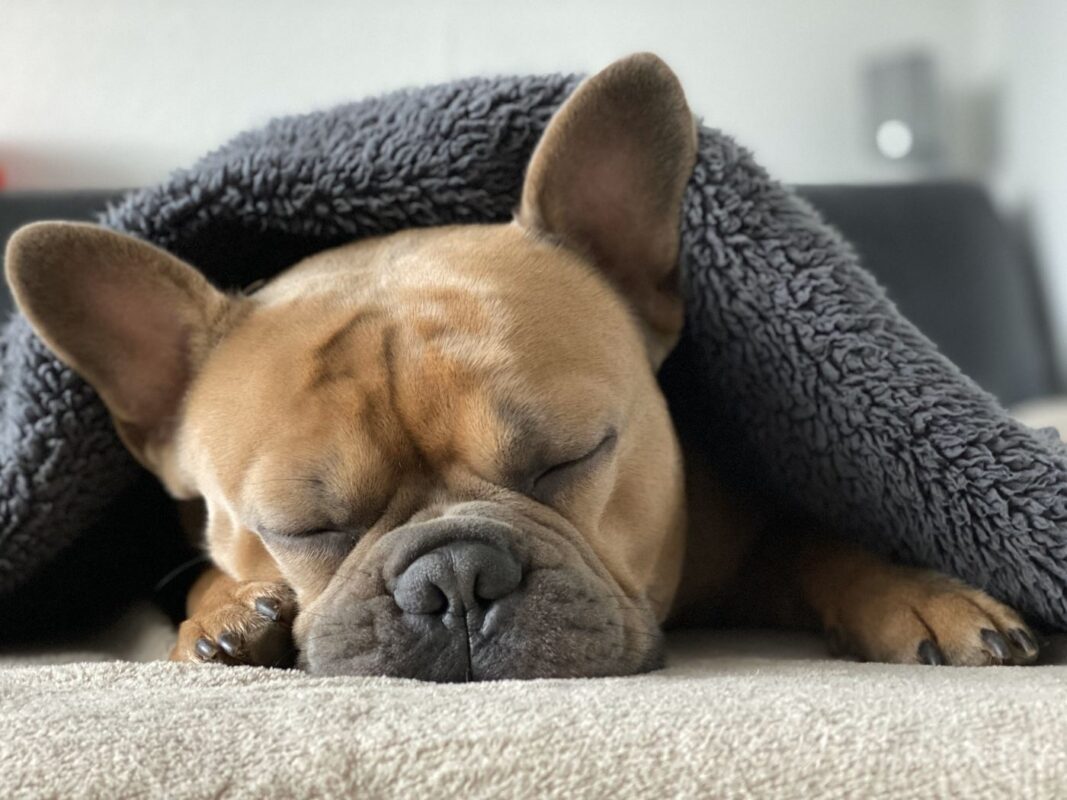 french-bulldog-under-blanket