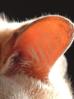 kitty-ear